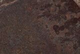 Polished Dinosaur Bone (Gembone) Section - Utah #151450-1